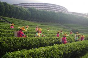 梅州雁南飞茶田度假村